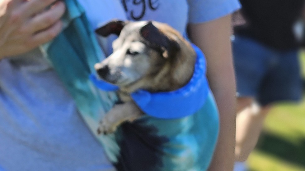 a small dog is wrapped up in a baby bjorn